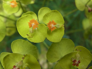 Euphorbia cyparissias