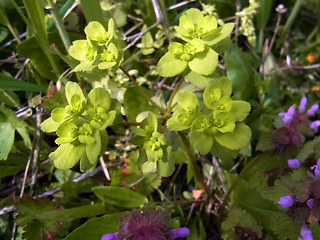 Euphorbia helioscopia