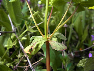 Euphorbia helioscopia