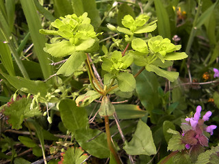 Euphorbia helioscopia