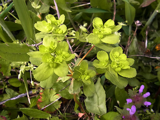 Euphorbia helioscopia