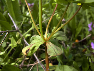 Euphorbia helioscopia