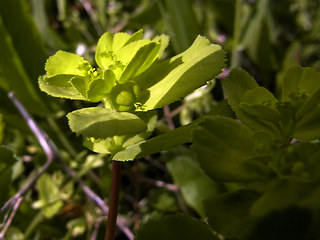 Euphorbia helioscopia