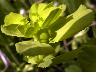 Euphorbia helioscopia