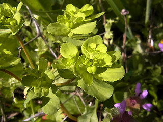 Euphorbia helioscopia