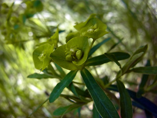 Euphorbia segetalis