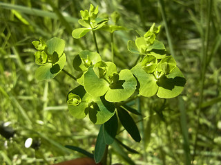 Euphorbia segetalis