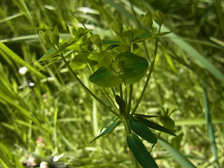 Euphorbia segetalis