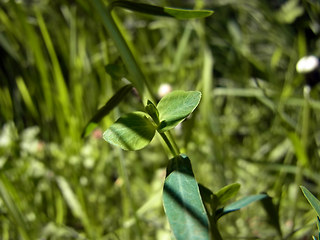 Euphorbia segetalis