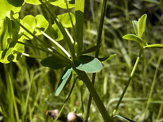 Euphorbia segetalis