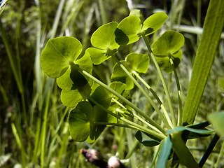 Euphorbia segetalis