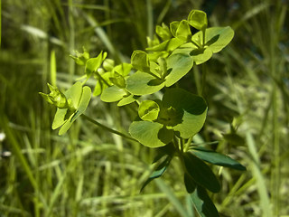 Euphorbia segetalis