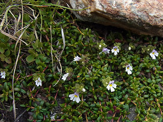 Euphrasia minima