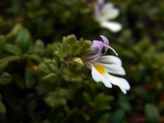 Euphrasia minima