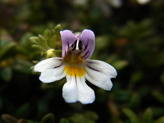 Euphrasia minima