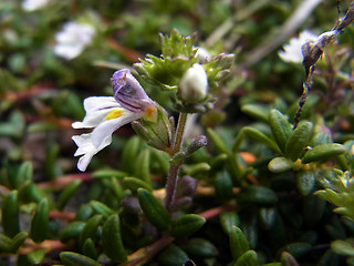 Euphrasia minima