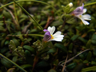 Euphrasia minima