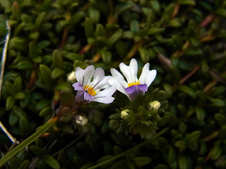 Euphrasia minima