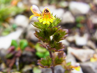 Euphrasia minima