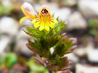 Euphrasia minima