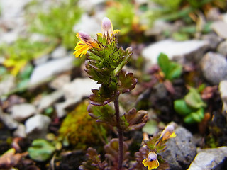 Euphrasia minima