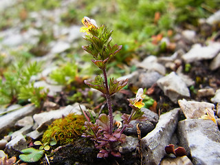 Euphrasia minima