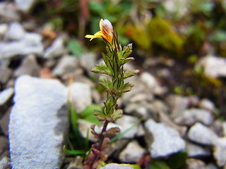 Euphrasia minima