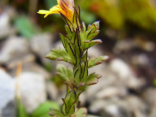 Euphrasia minima