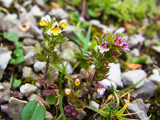 Euphrasia minima