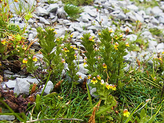 Euphrasia minima