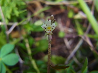 Euphrasia salisburgensis