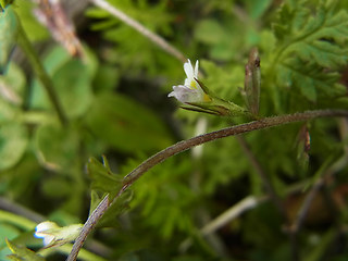 Euphrasia salisburgensis