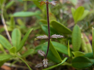 Euphrasia salisburgensis