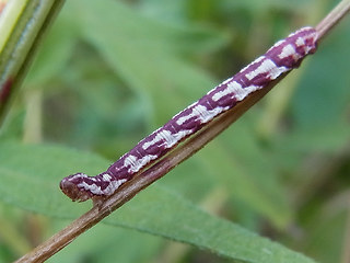 Eupithecia centaureata