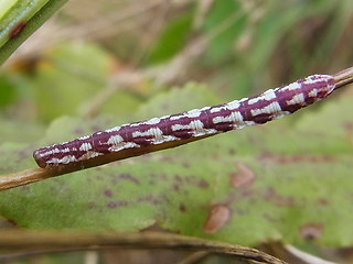 Eupithecia centaureata