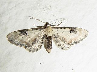 Eupithecia centaureata