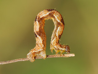 Eupithecia virgaureata