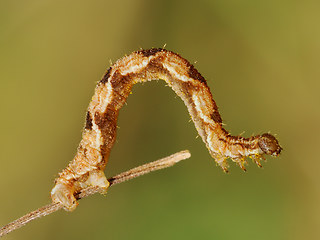 Eupithecia virgaureata