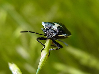 Eurydema oleraceum
