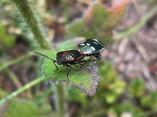 Eurydema oleraceum