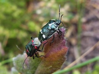 Eurydema oleraceum