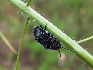 Eurydema oleraceum