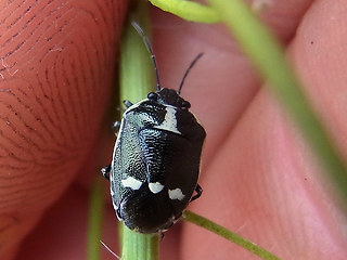 Eurydema oleraceum