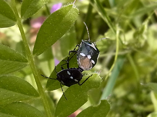 Eurydema oleraceum