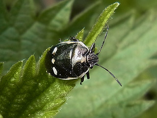 Eurydema oleraceum