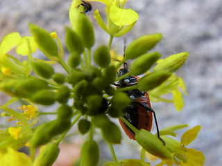 Eurydema ornata