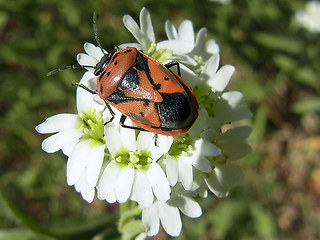 Eurydema ornata