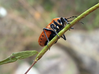 Eurydema ornata