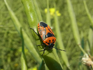 Eurydema ornata