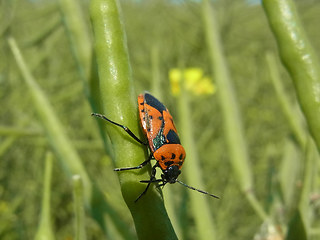 Eurydema ornata